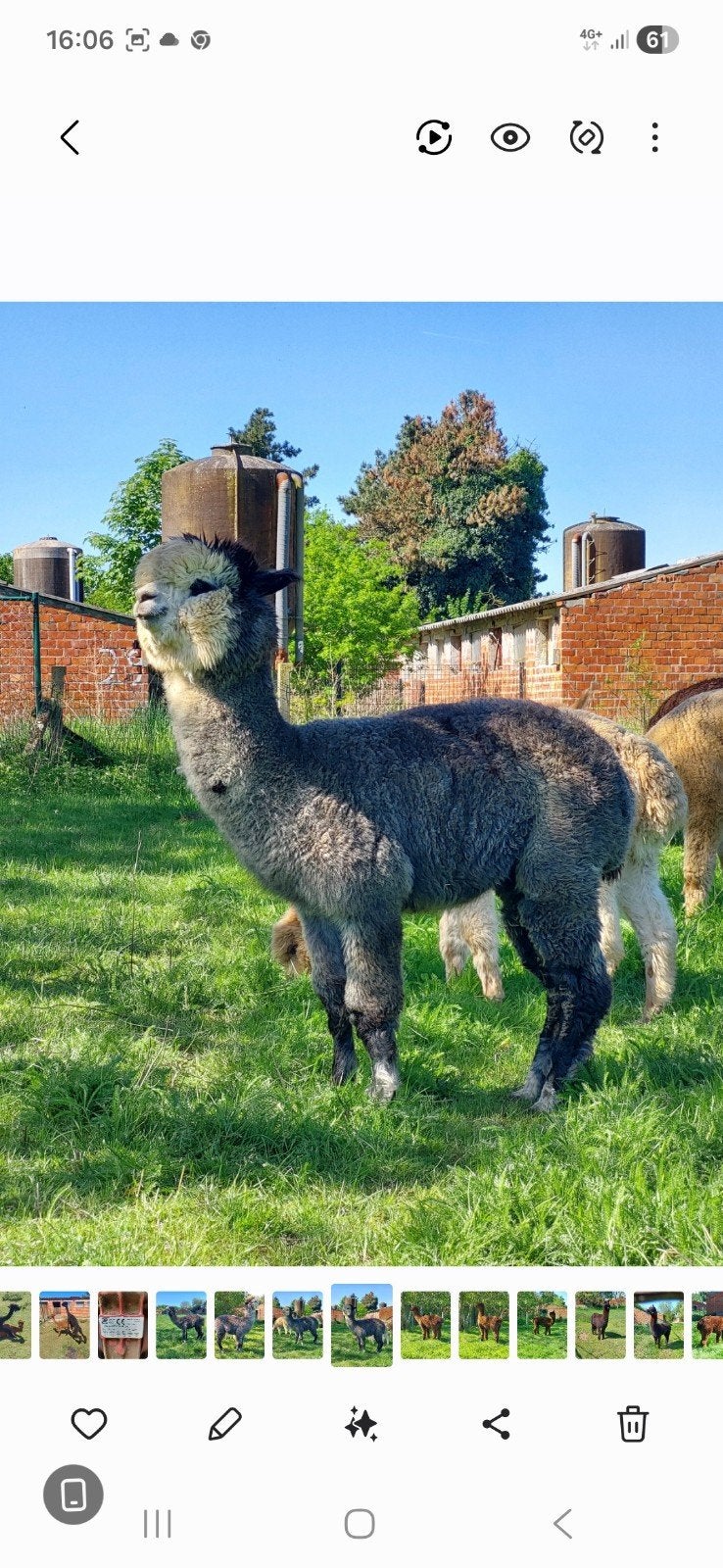 Alpaca s, Dieren en Toebehoren, Mei