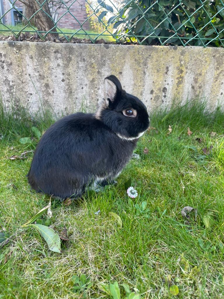 Lapin nain, noir et blanc, 3 ans, Mâle, Petit