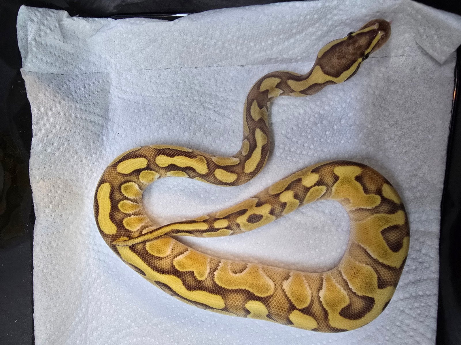 Koningspython (Python regius) – Nederlandse nakweek 2026

O Ball Python photo 10