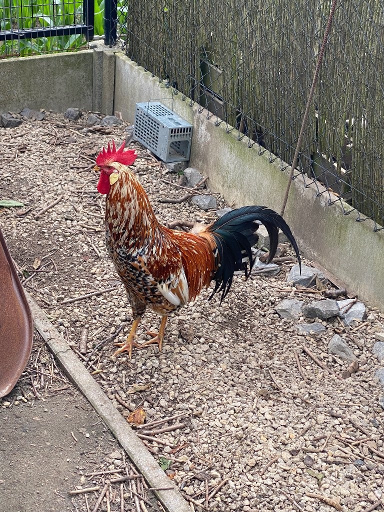 kippen, Mâle, Poule ou poulet