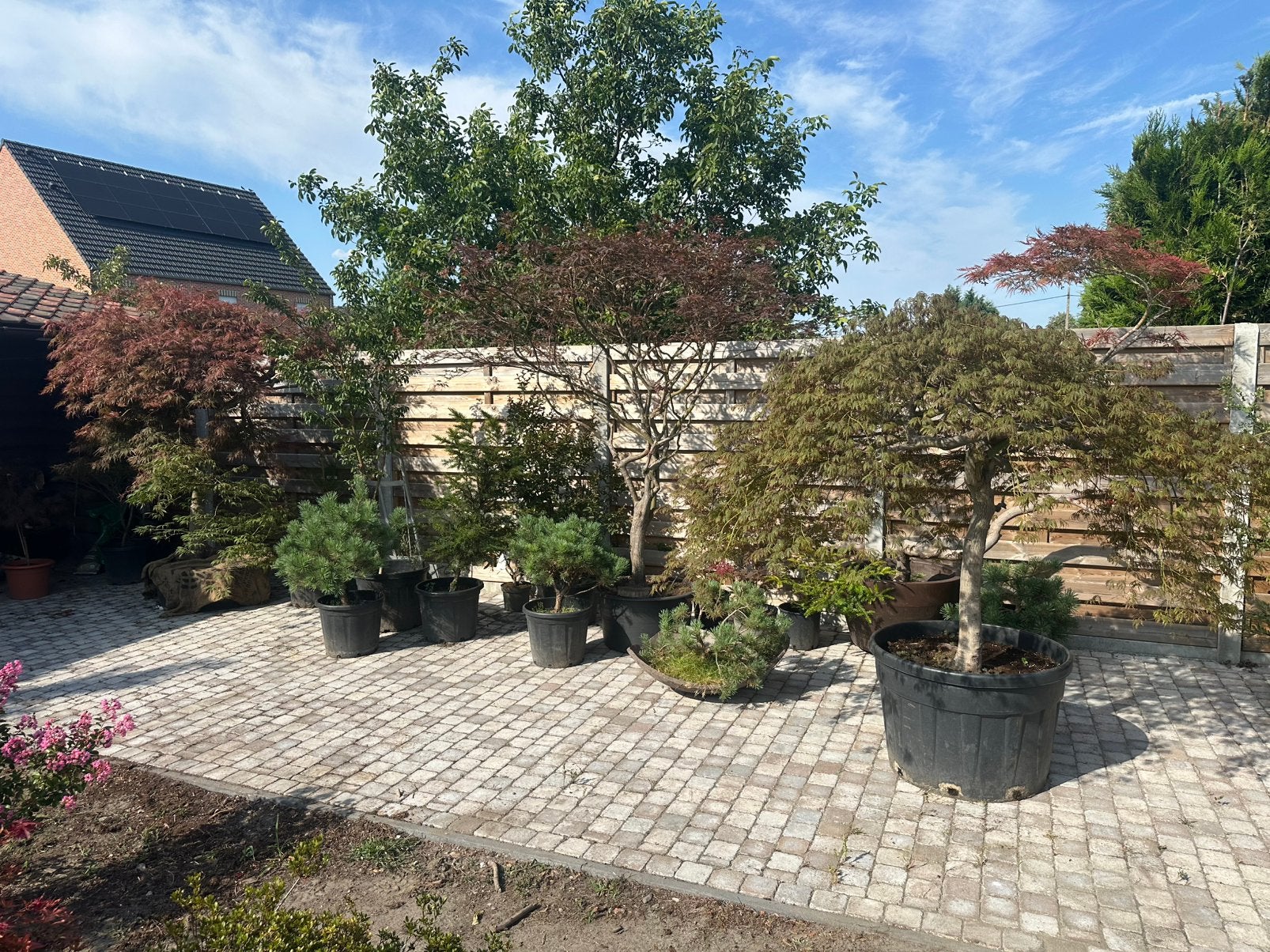Planten te koop, Jardin & Terrasse, Terrasses, Enlèvement, Comme neuf