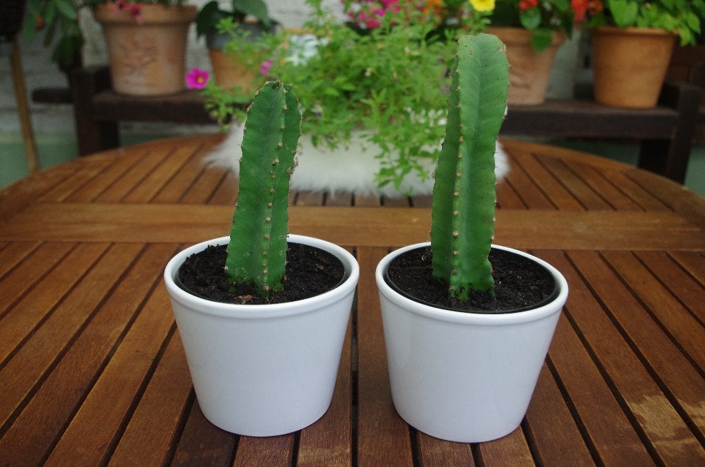 Cactus (2 stuks), Maison & Meubles, Plantes d'intérieur, Enlèvement, Cactus, En pot, Plein soleil