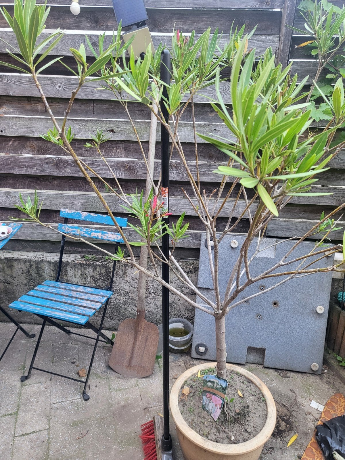Grote oleander op stam, Tuin en Terras, Ophalen