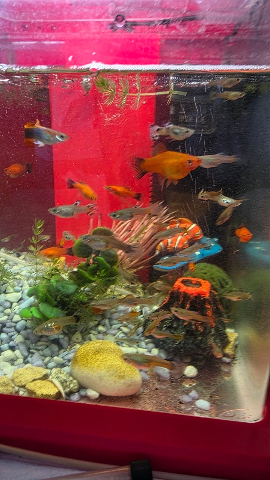 Vissen, Dieren en Toebehoren, Vissen | Aquariumvissen