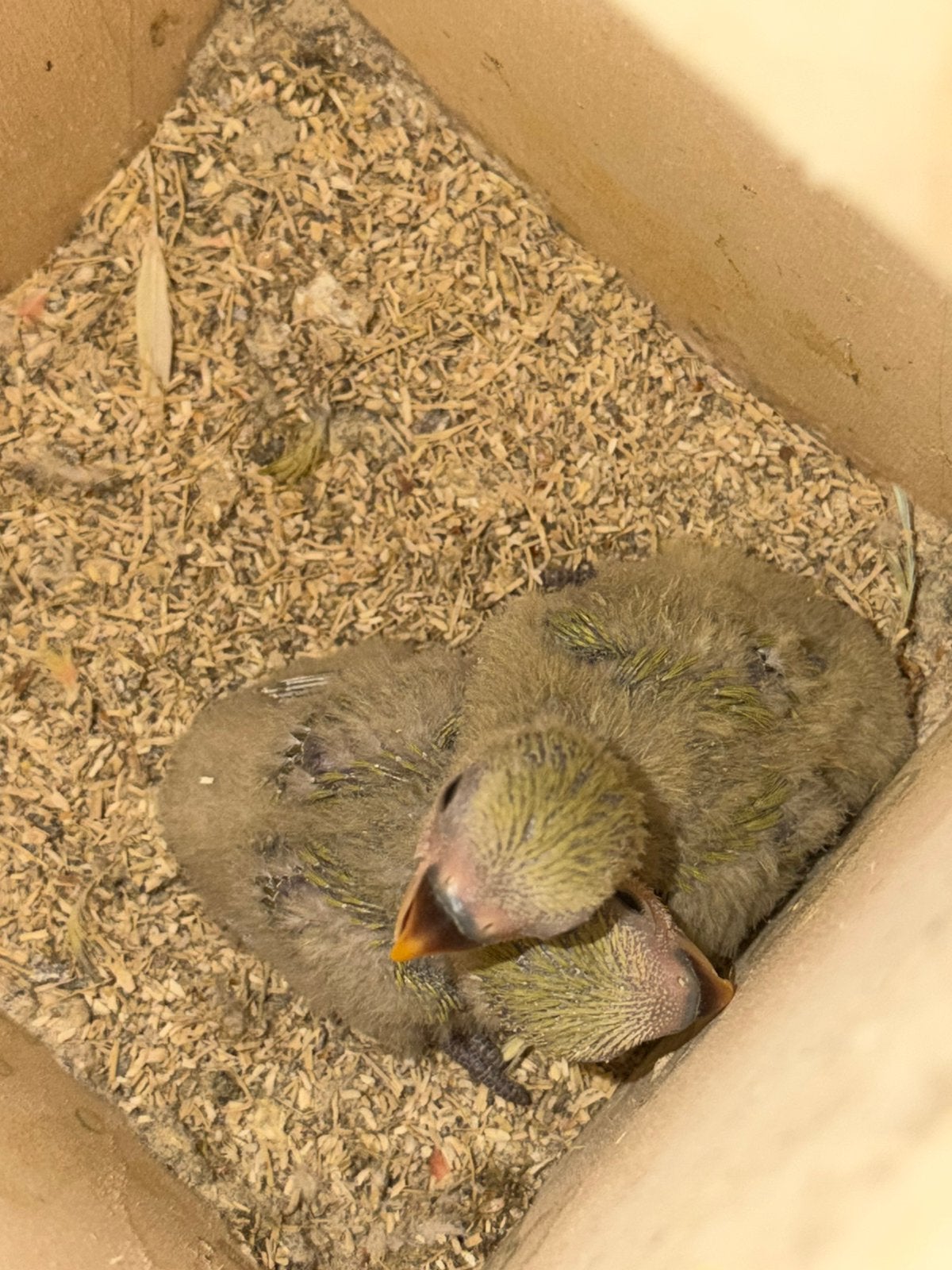 Baby dwergpapegaaien te koop, Sexe inconnu, Perroquet nain ou Inséparable, Domestique