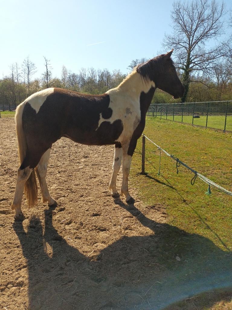 Mooie PAINT, Dieren en Toebehoren, Paarden, Ruin, Zadelmak