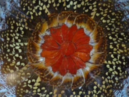 Mandala van echte vlindervleugels, Huis en Inrichting, Meerkleurig, Overige materialen, Overige stijlen, Ophalen of Verzenden