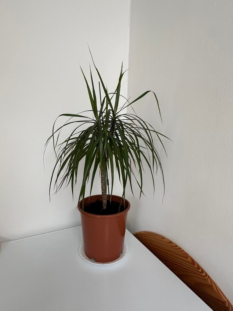 2   Kamerplanten, Huis en Inrichting, Kamerplanten, Ophalen, Overige soorten, Halfschaduw, Minder dan 100 cm