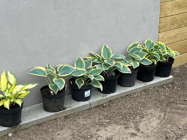 Hosta's, Enlèvement, Jardin