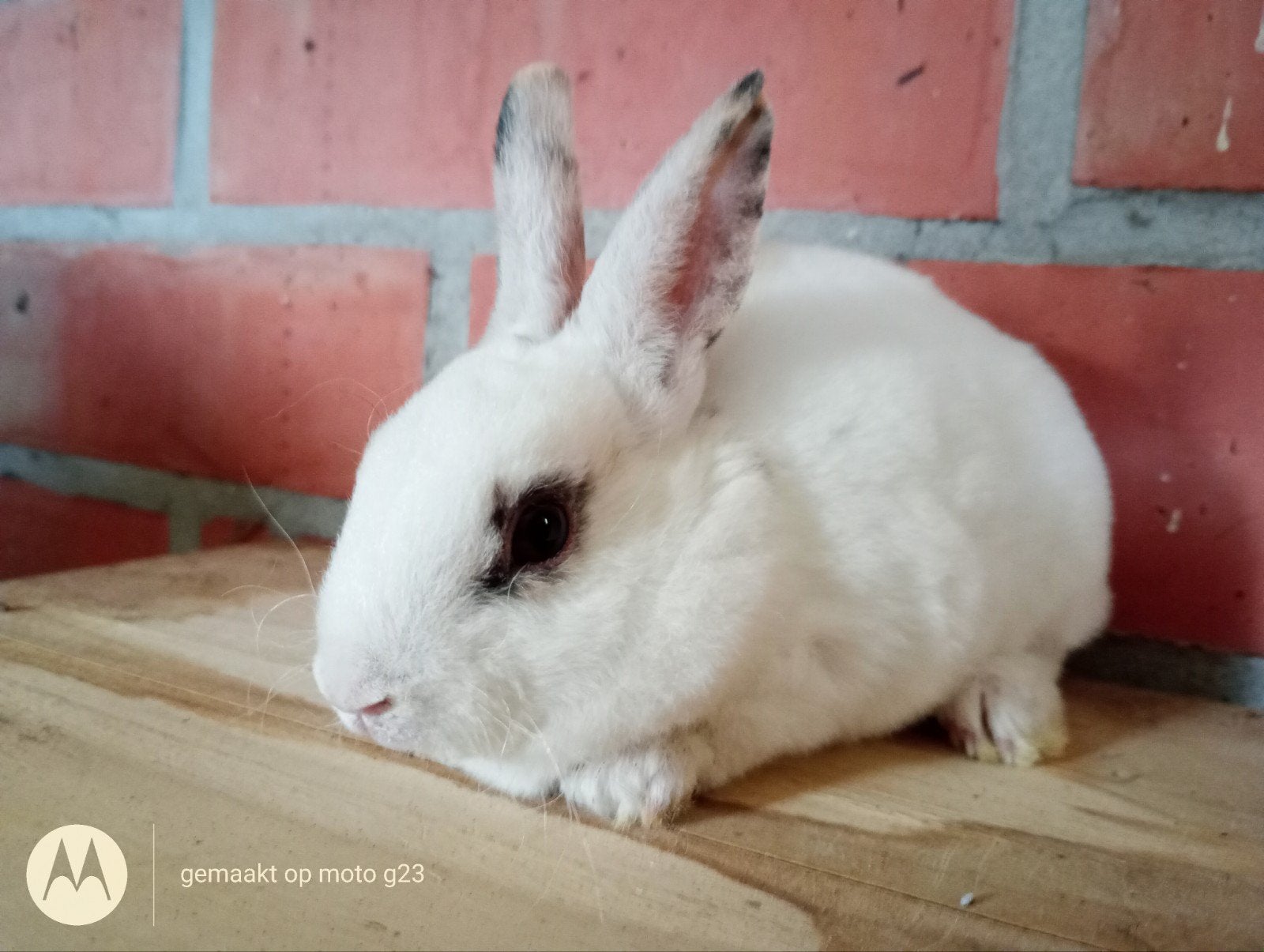 Rex dwergje in dalmatiner driekleur., Dieren en Toebehoren, Konijnen