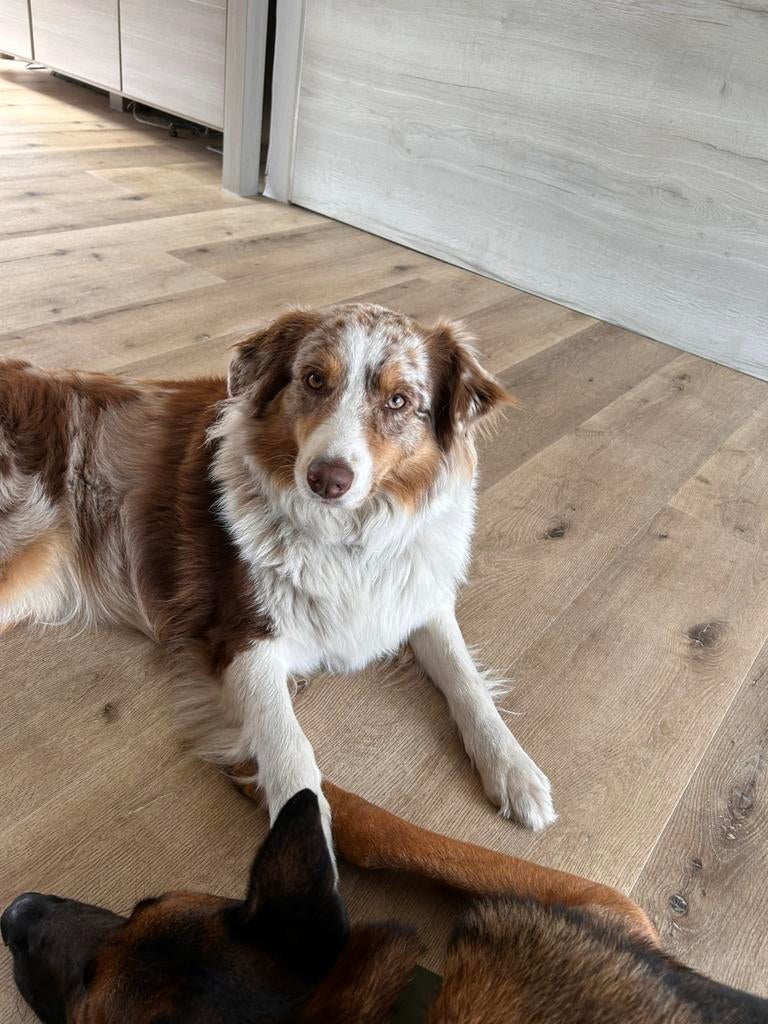 Hondenoppas, Dieren en Toebehoren, Januari, Meerdere dieren