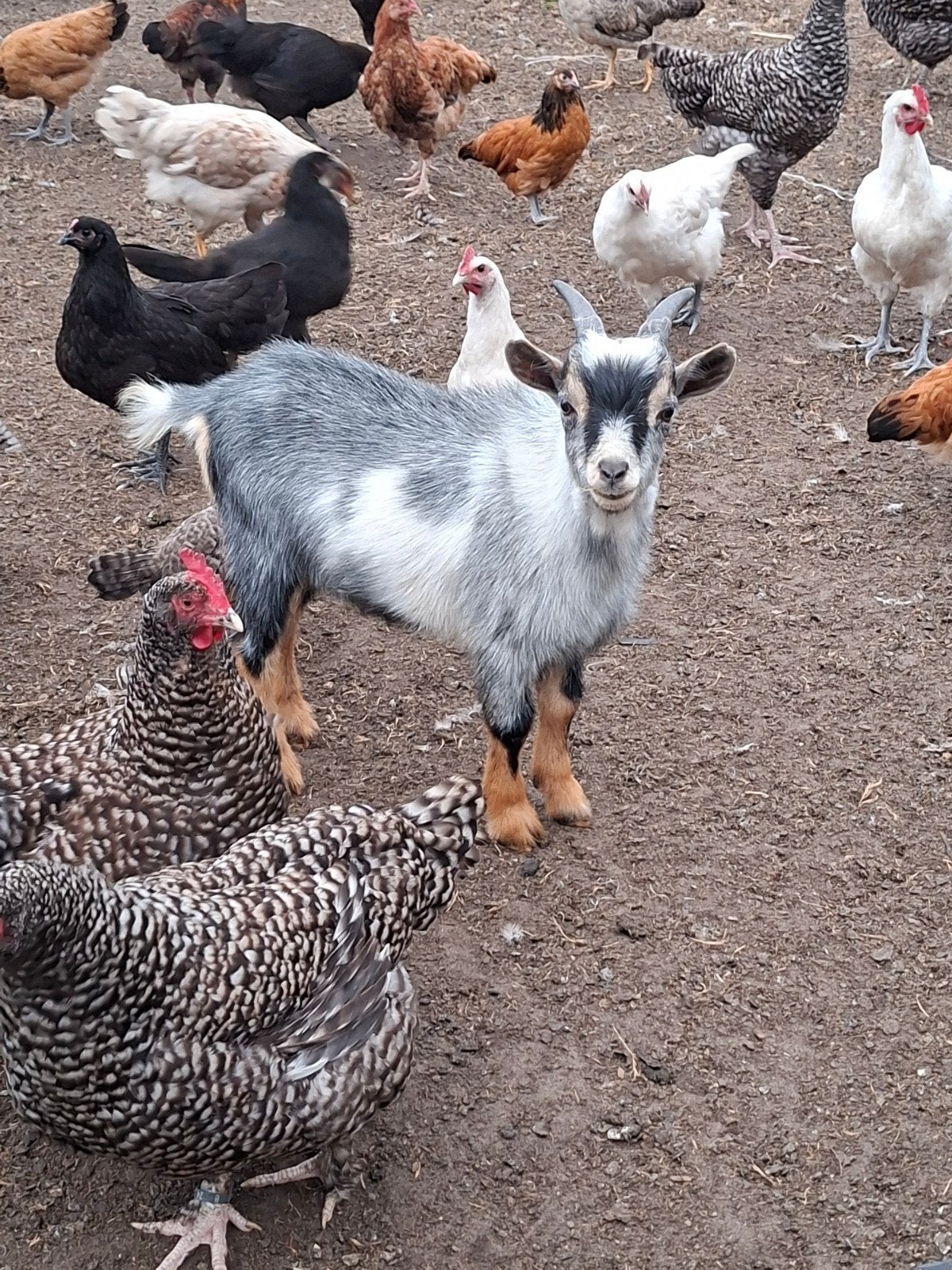 blauwschimmel bokje, Animaux & Accessoires