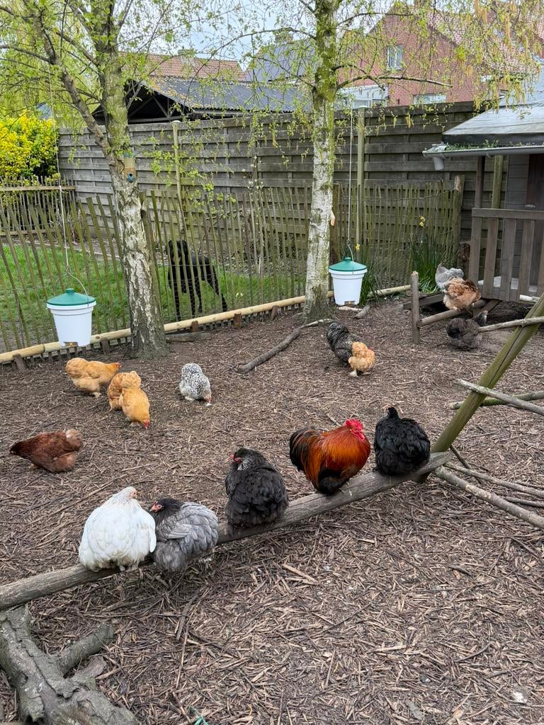 Broedeitjes van Cochin kriel te koop – €1 per stuk!, Dieren en Toebehoren, Pluimvee