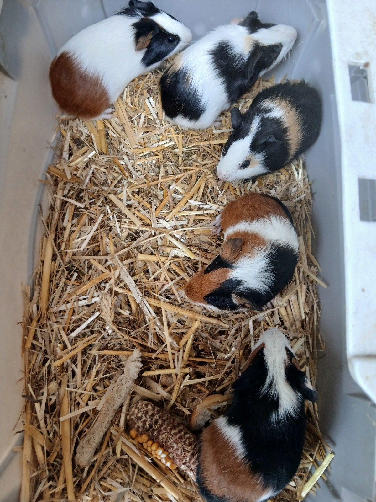 Cavia, Juin, Cobaye