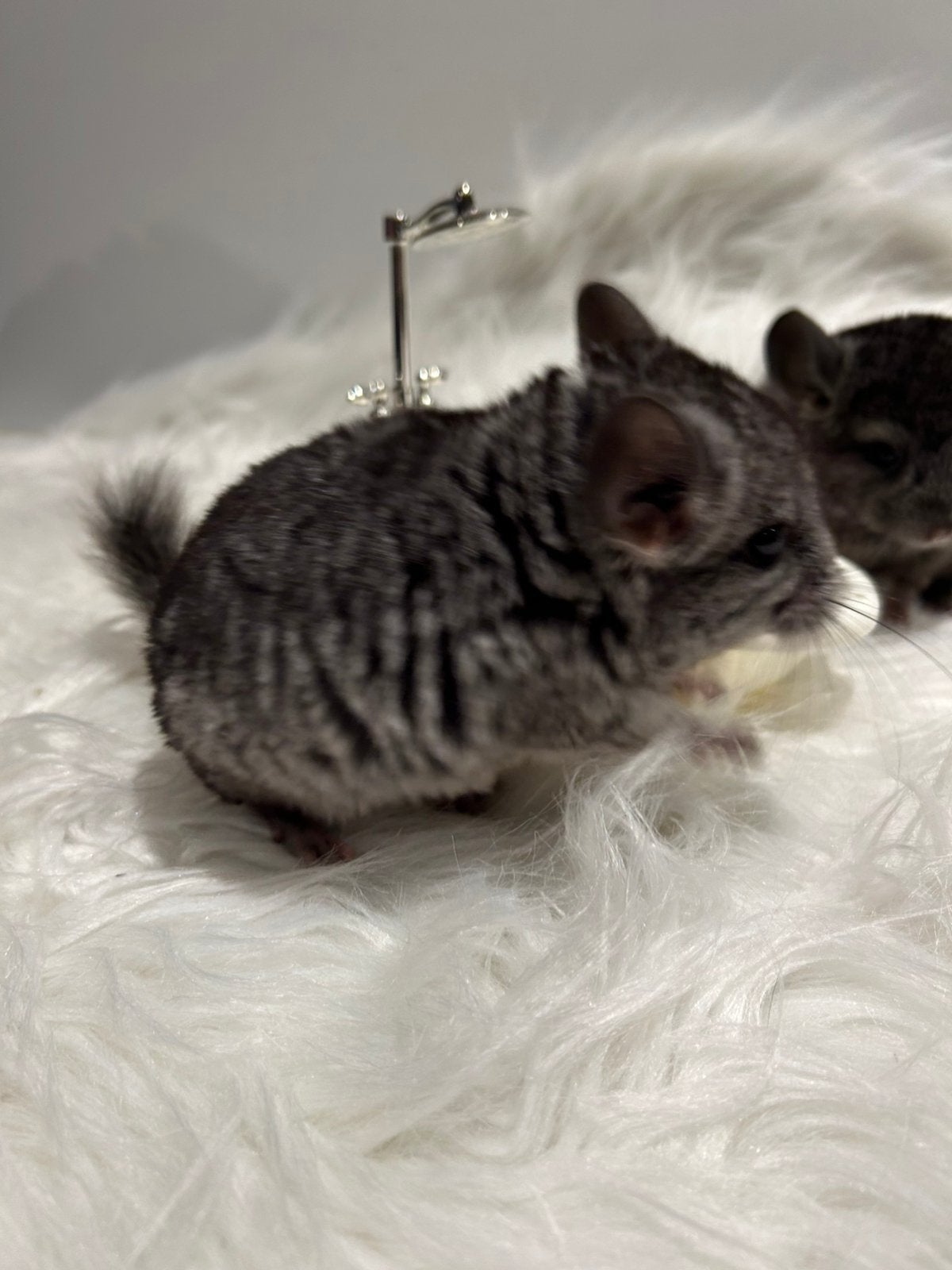 Chinchilla, Dieren en Toebehoren, Chinchilla, Juni, Mannelijk, Tam