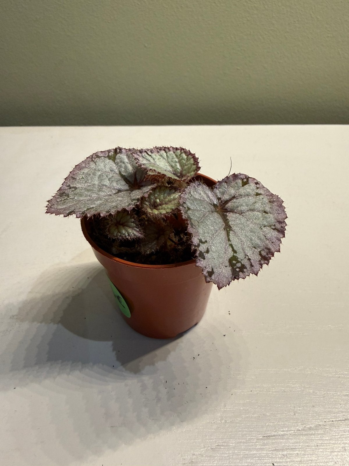 Bouture bégonia, Maison & Meubles, Plantes d'intérieur, Autres espèces, Moins de 100 cm, Plante verte, Ombre partielle, En pot