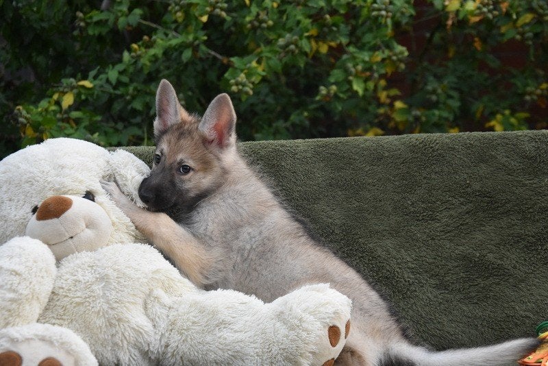 Grauwe Duitse Herder pup, Dieren en Toebehoren, België, CDV (hondenziekte), 8 tot 15 weken, Teef