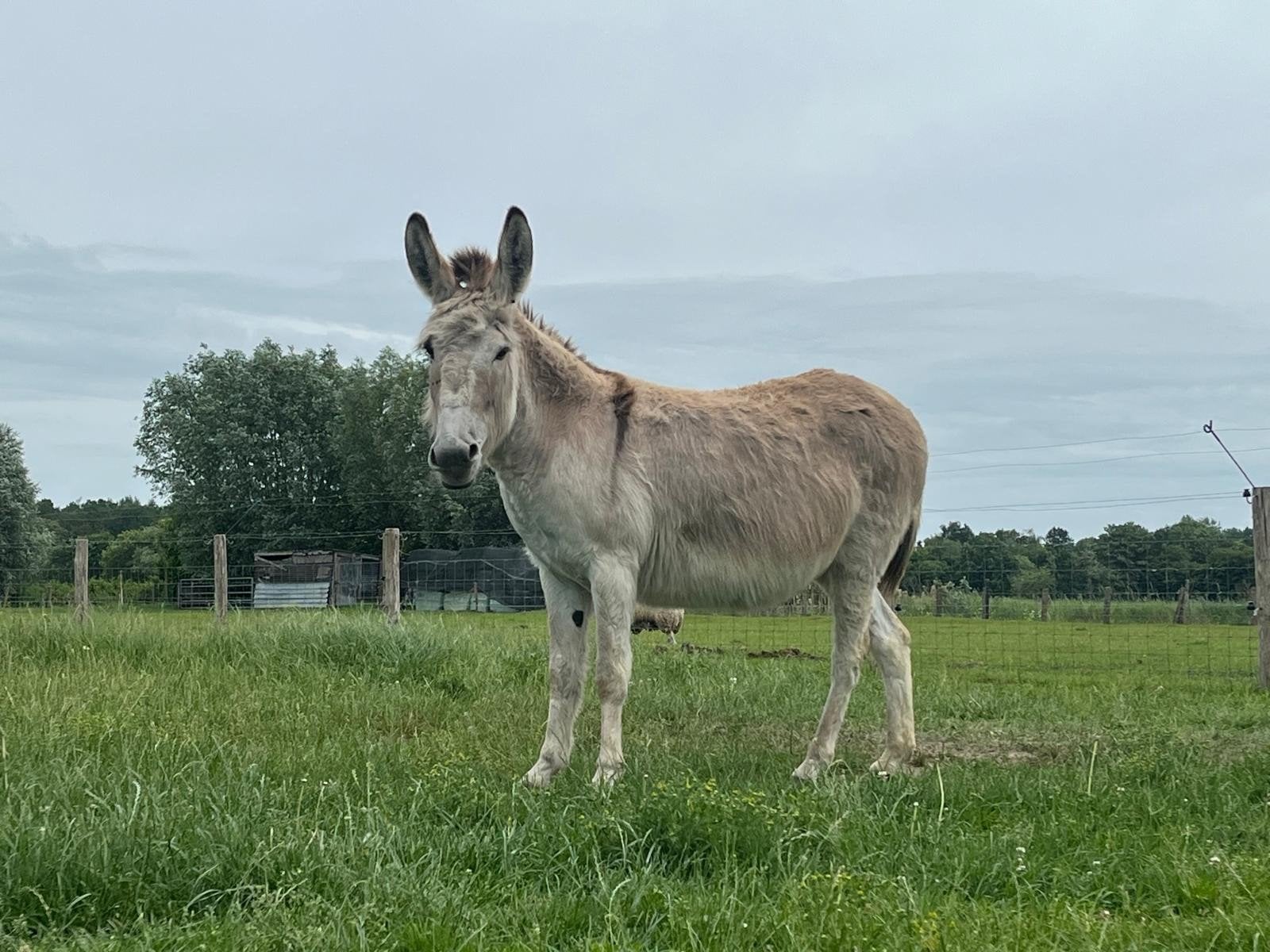 Brave kindvriendelijke jonge ezel merrie 4 jaar, Dieren en Toebehoren, Merrie, Gechipt, 3 tot 6 jaar