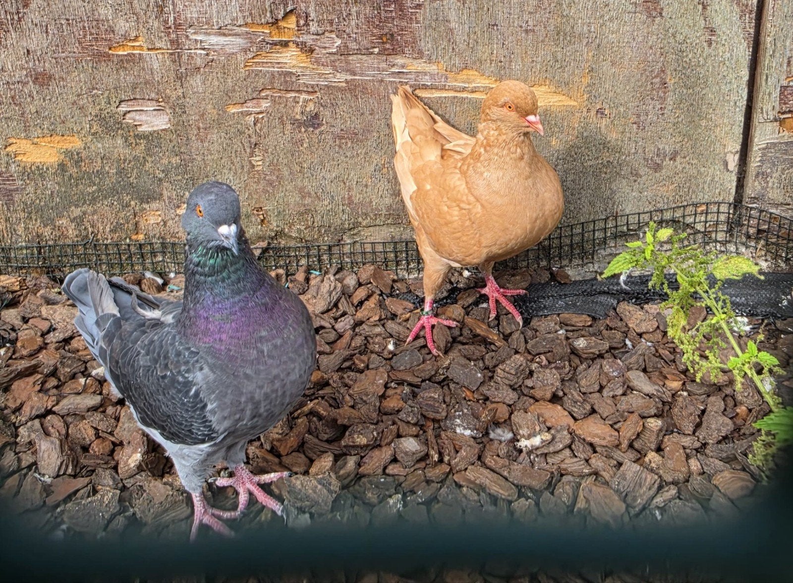 5 jonge king duiven, Dieren en Toebehoren, Meerdere dieren