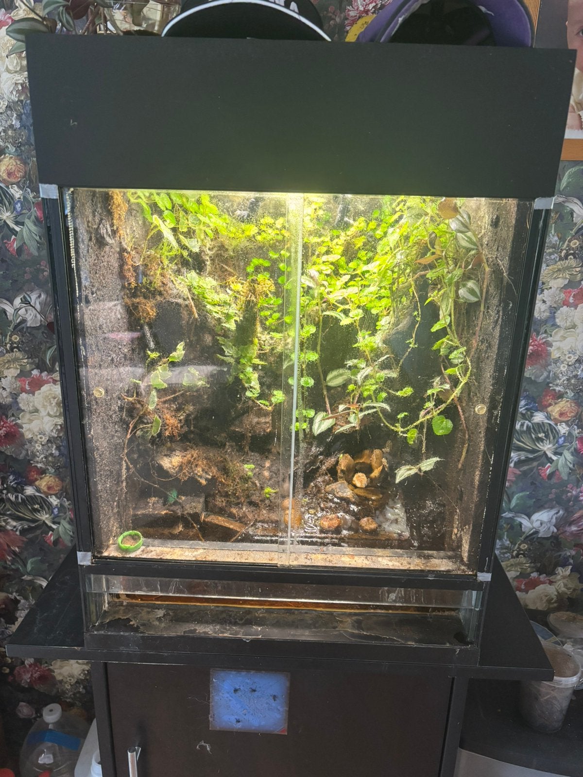 Compleet paludarium, Ophalen, Gebruikt, Terrarium of Paludarium