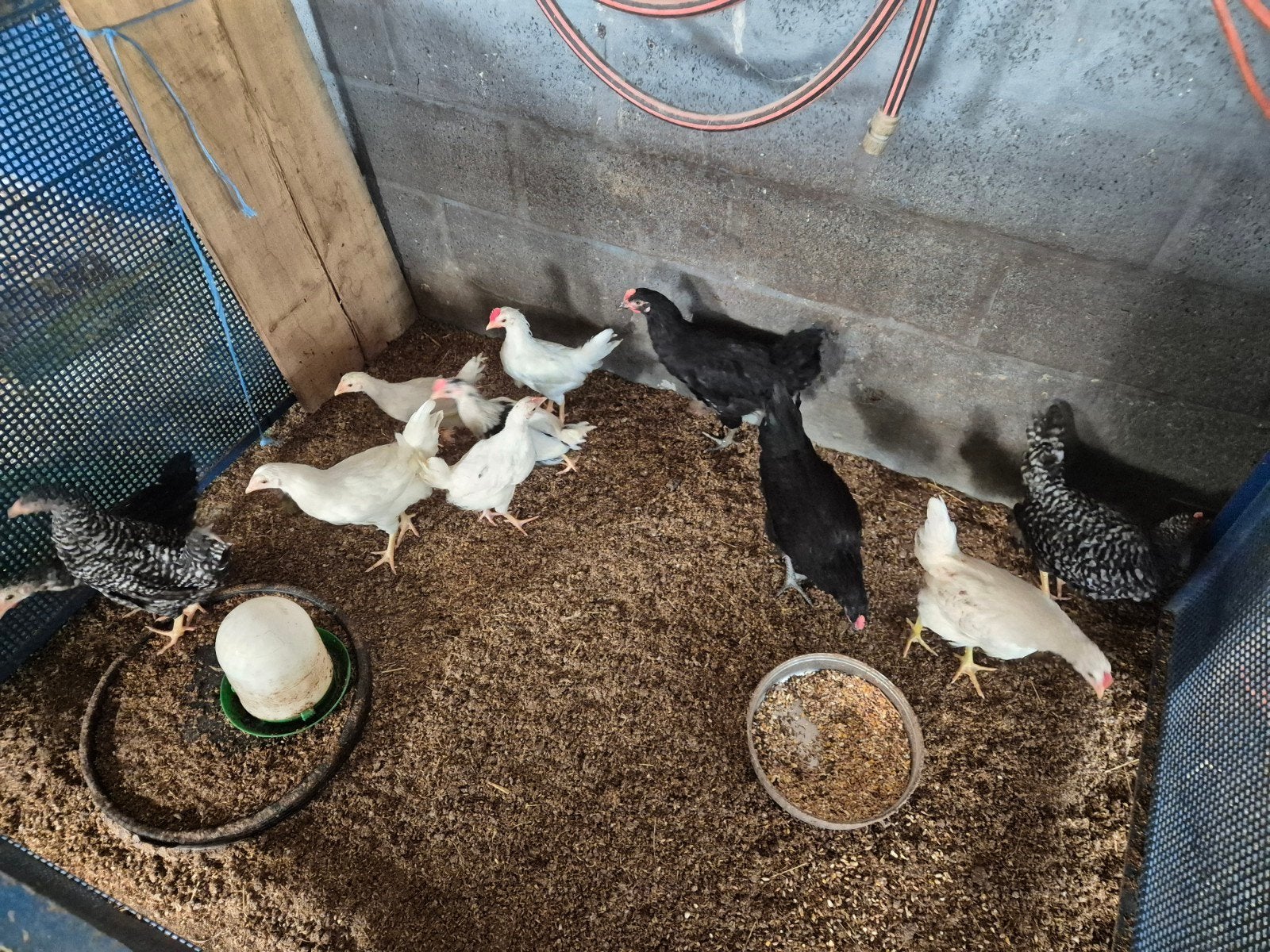 kippen te koop, mix leghorn, mechelse koekoek, Enlèvement, Volaille