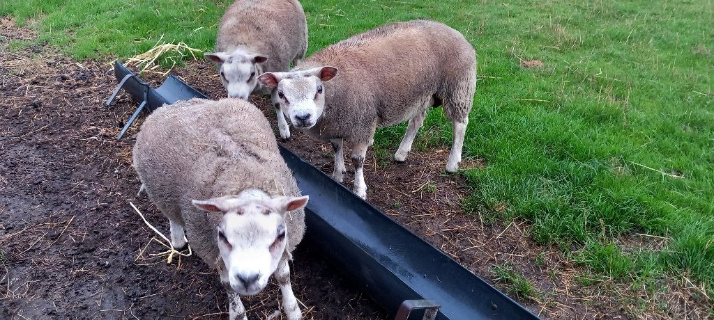 Texel bokken, Mâle, Mouton, 0 à 2 ans