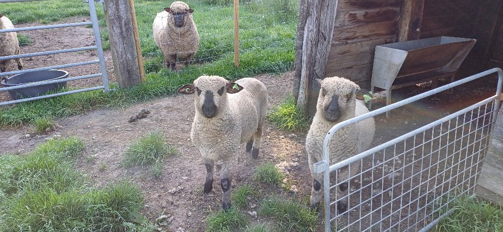 2 ramlammeren te koop, Mannelijk, Schaap, 0 tot 2 jaar