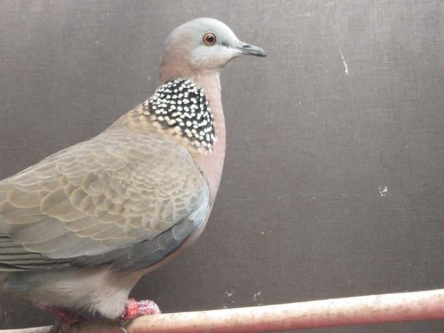 Gezocht grote parelhalsbandtortel duivin, Dieren en Toebehoren, Vogels | Duiven, Vrouwelijk