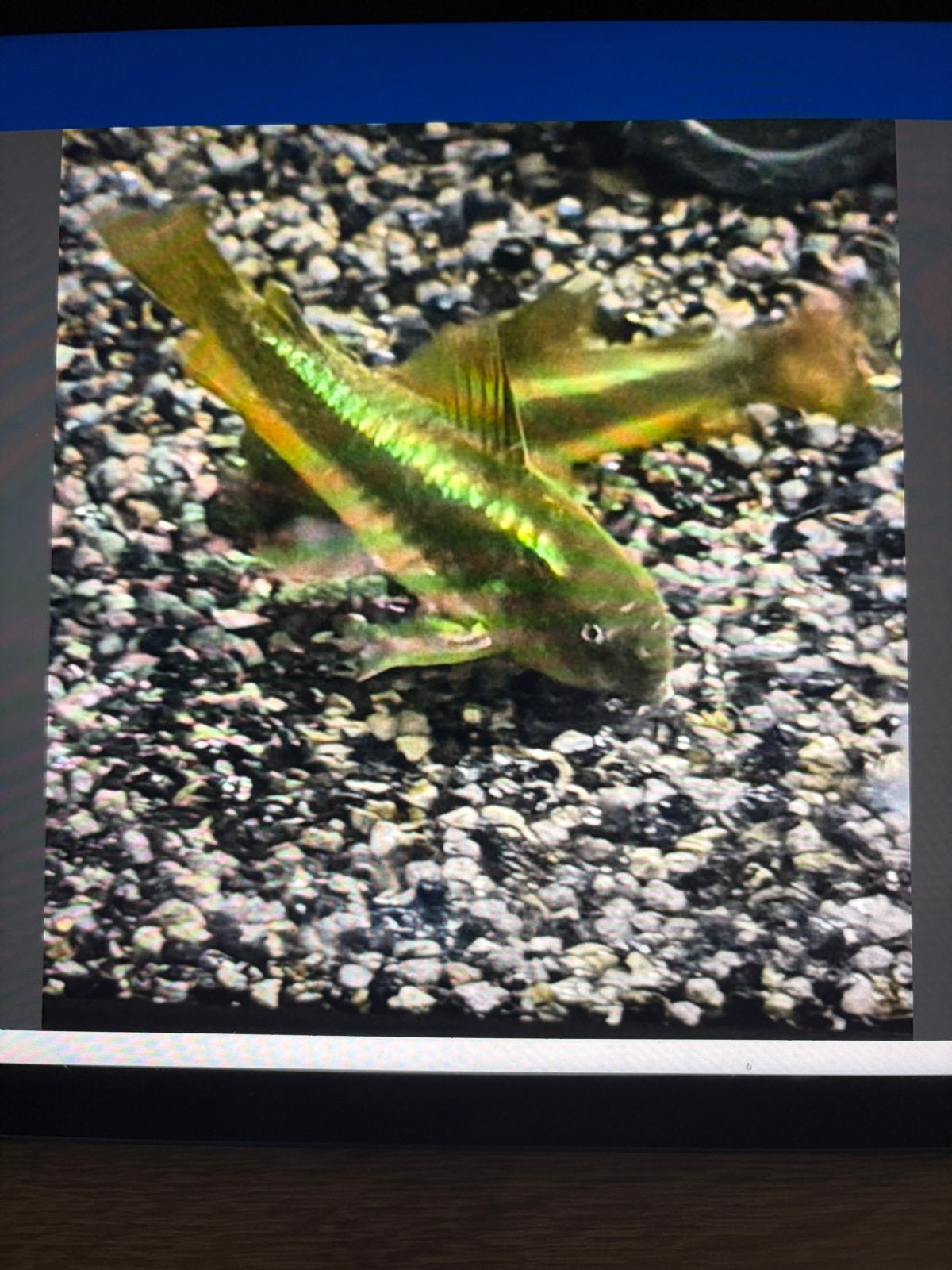 green laser, Dieren en Toebehoren, Vissen | Aquariumvissen