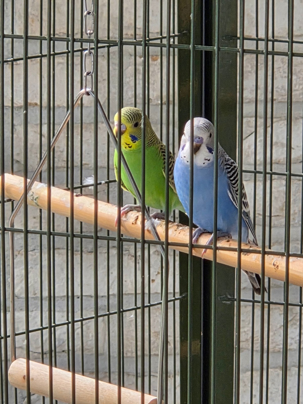 Jonge grasparkieten, Dieren en Toebehoren