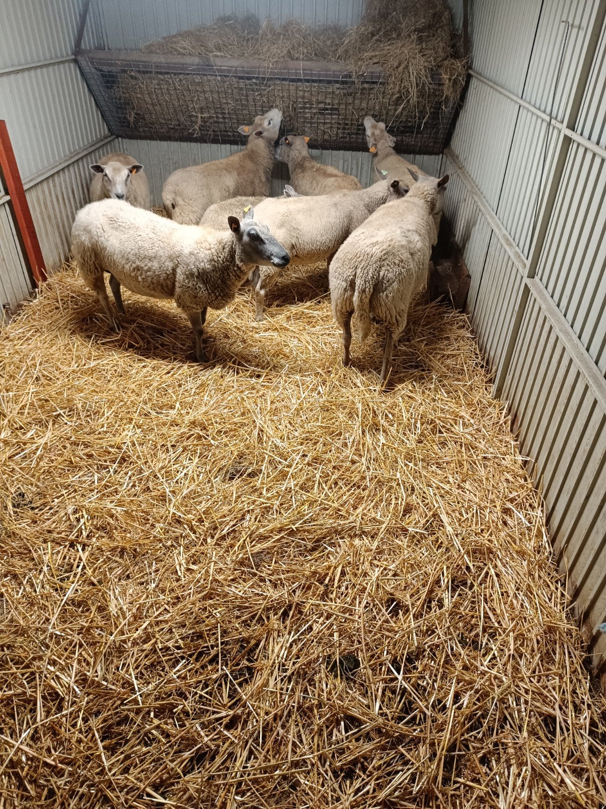 schapen