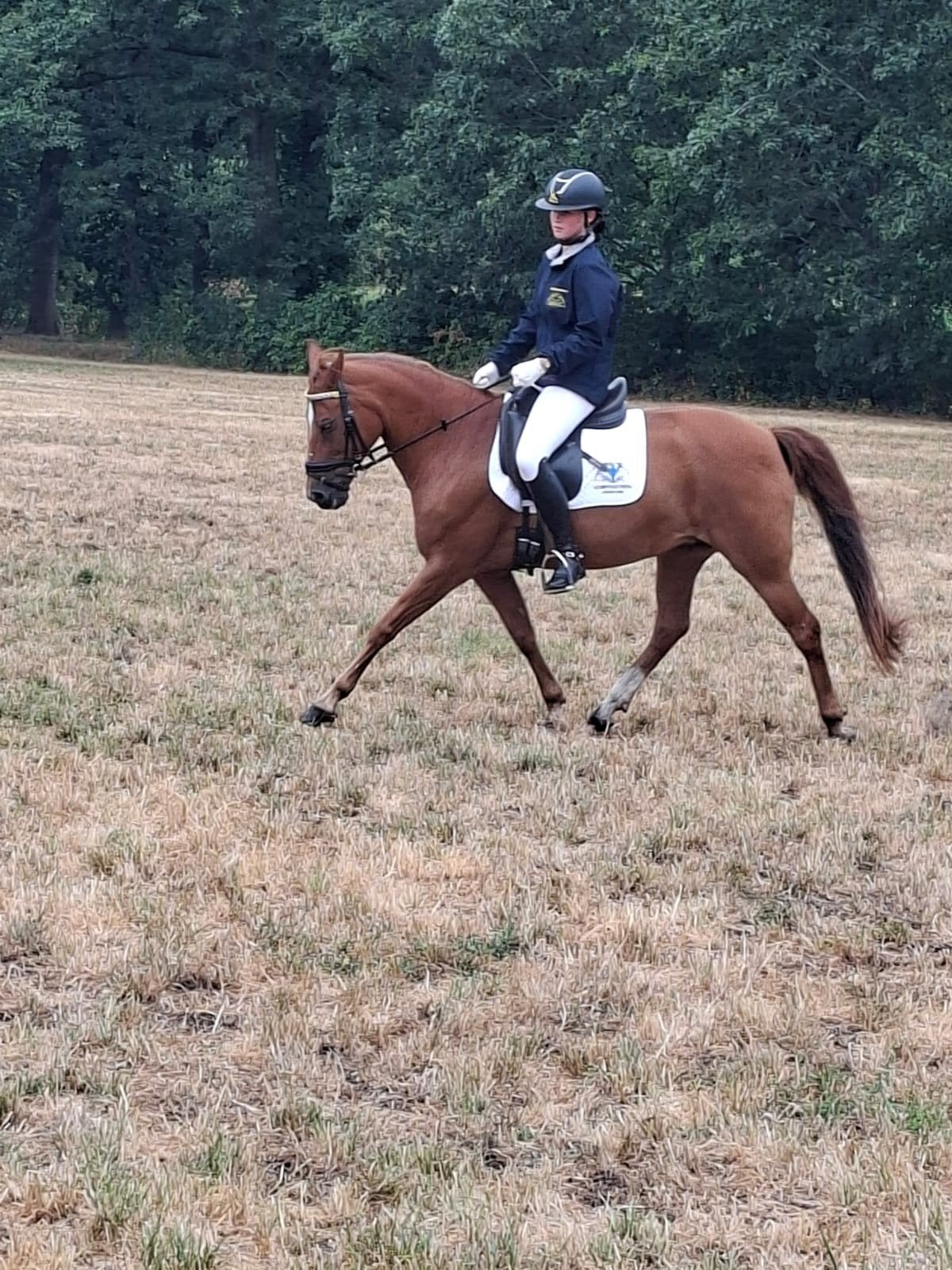 allround D-pony, Animaux & Accessoires, Poneys, Jument, Poney D (1.37 m à 1.48m)