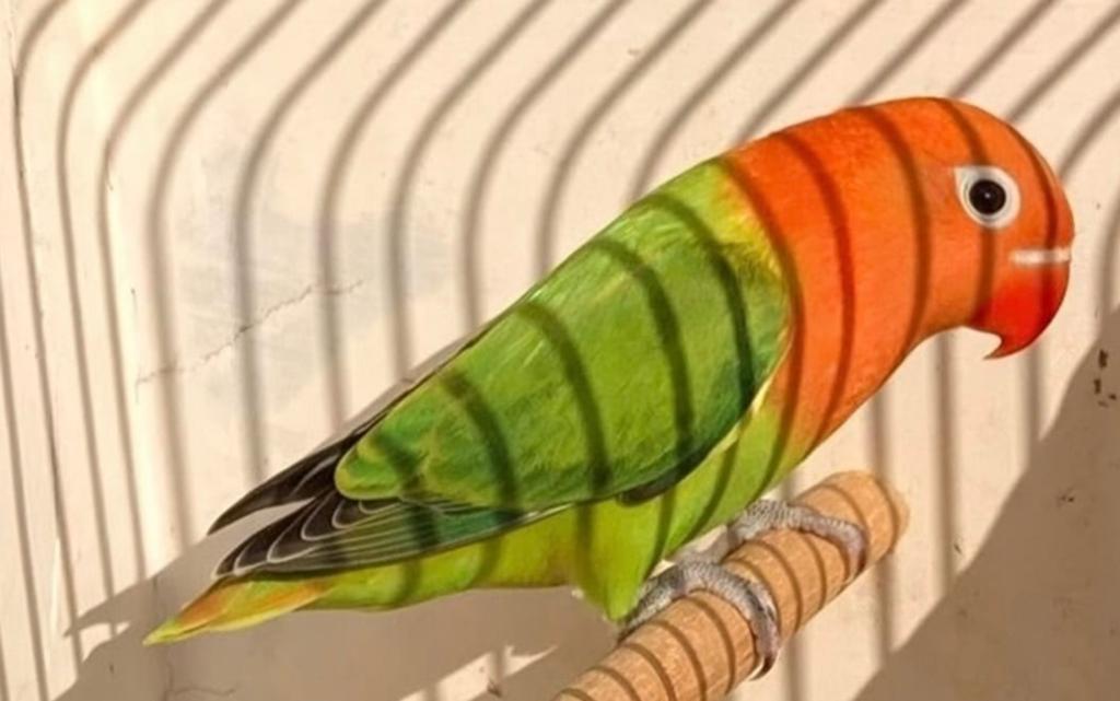 Fischerie opaline groen 2023 ( MAN ), Dieren en Toebehoren, Vogels | Parkieten en Papegaaien, Mannelijk, Dwergpapegaai of Agapornis