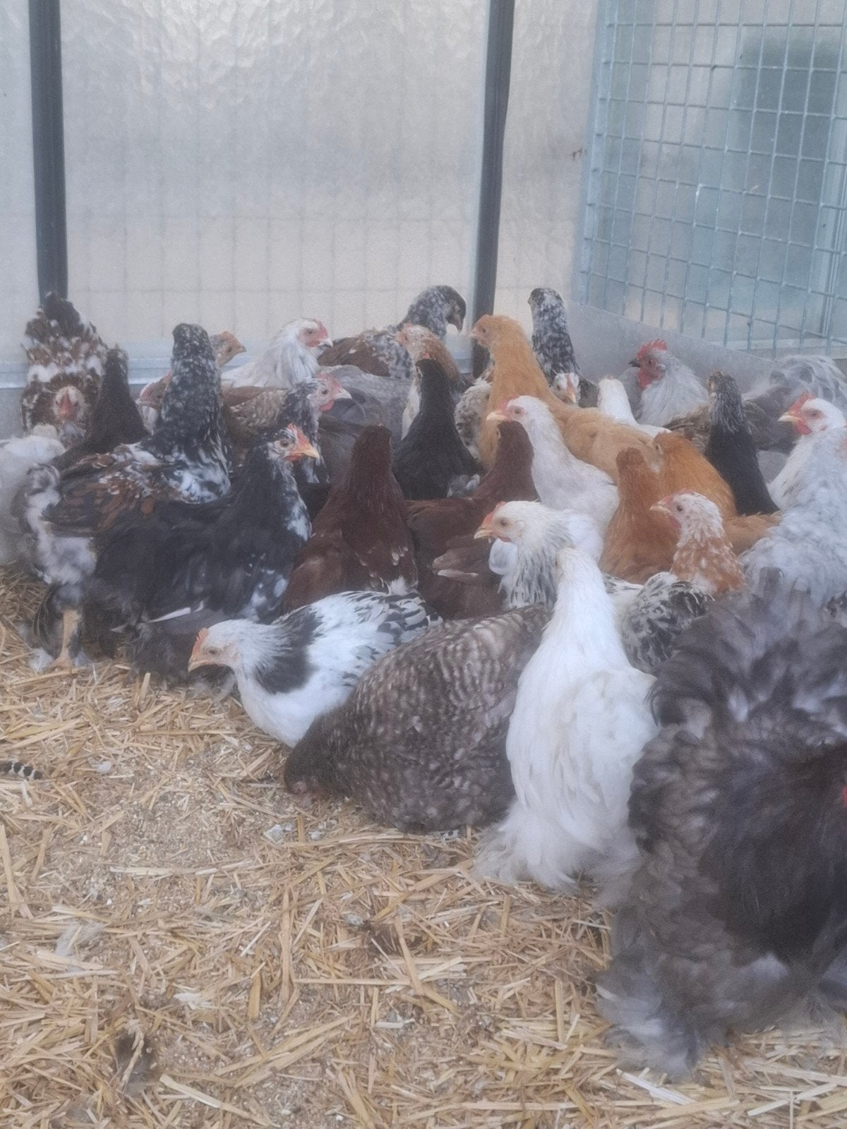 Jonge cochin cochins. 1 euro per st