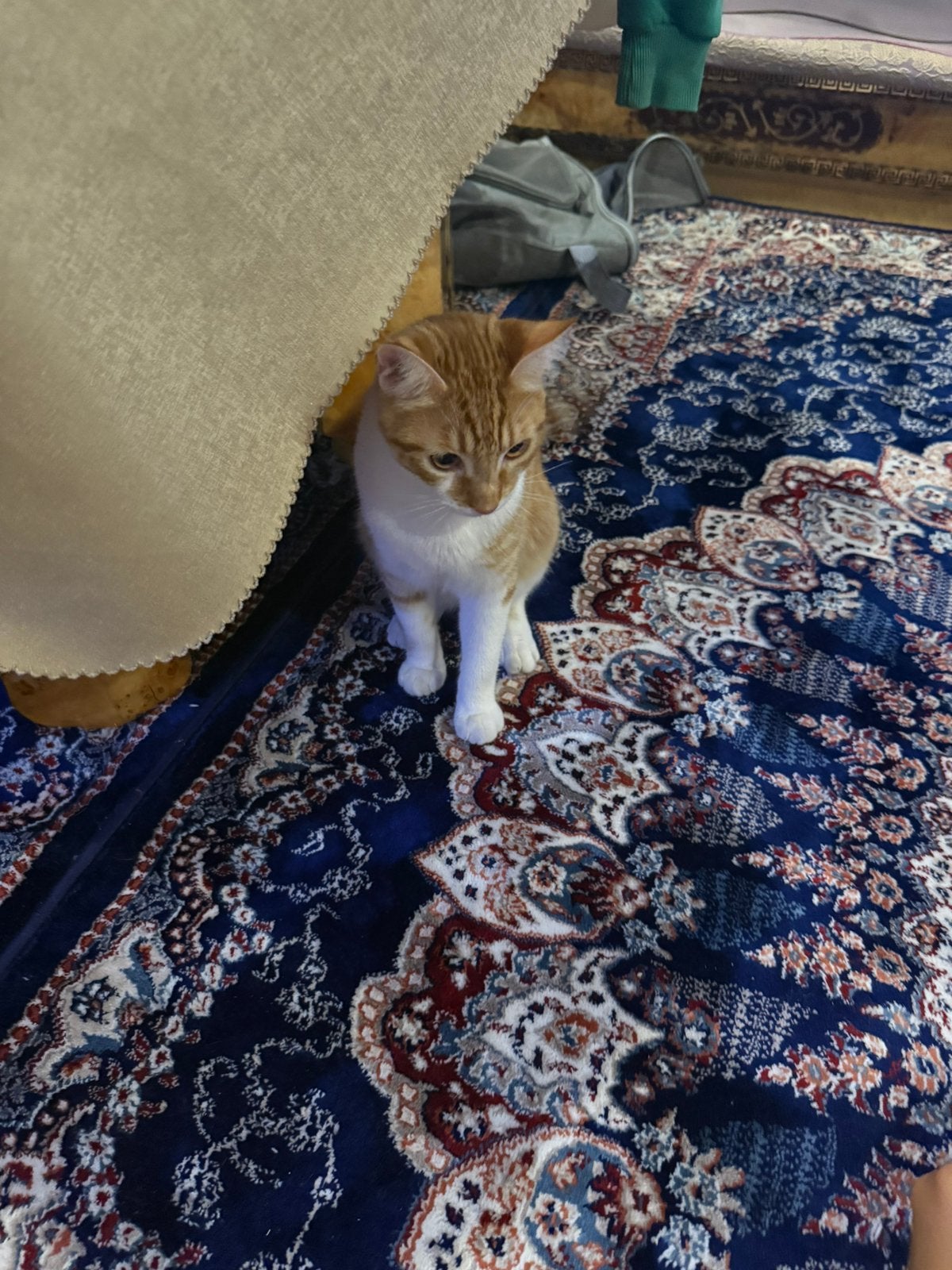 Kat om te geven, Ophalen of Verzenden