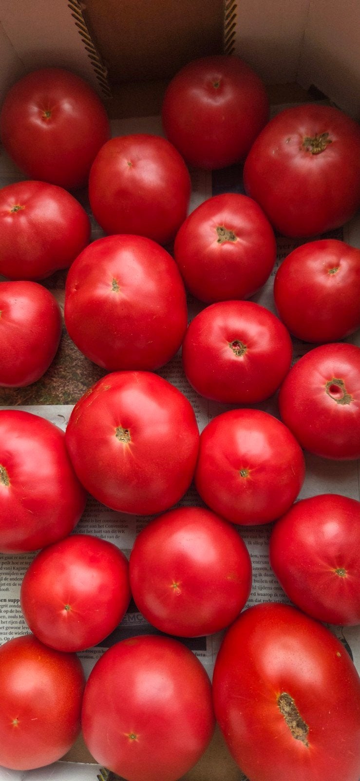 Zelfgekweekte tomaten, Ophalen
