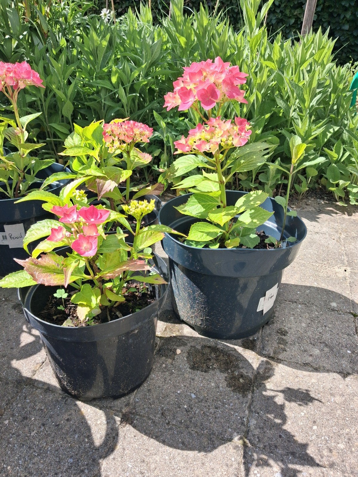 Rode hortensia, Ophalen