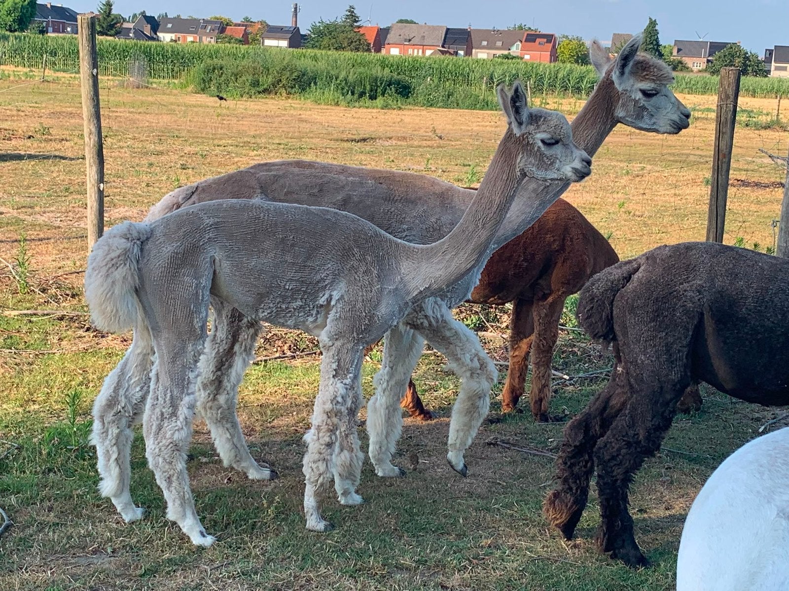 Alpaca merrie met merrieveulen, Janvier, Femelle