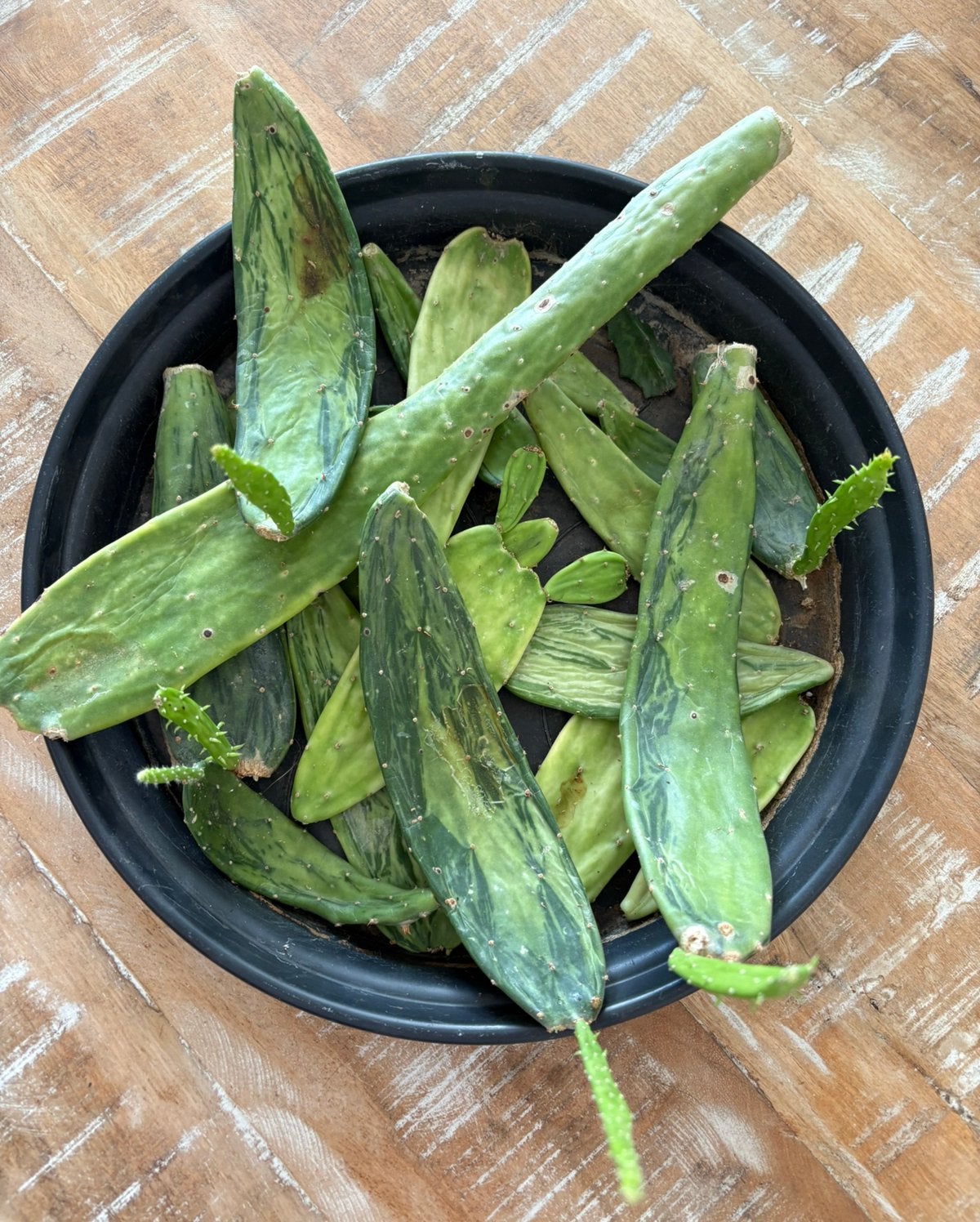 Cactus: opuntia cochenillifera variegata schijven, Ophalen of Verzenden