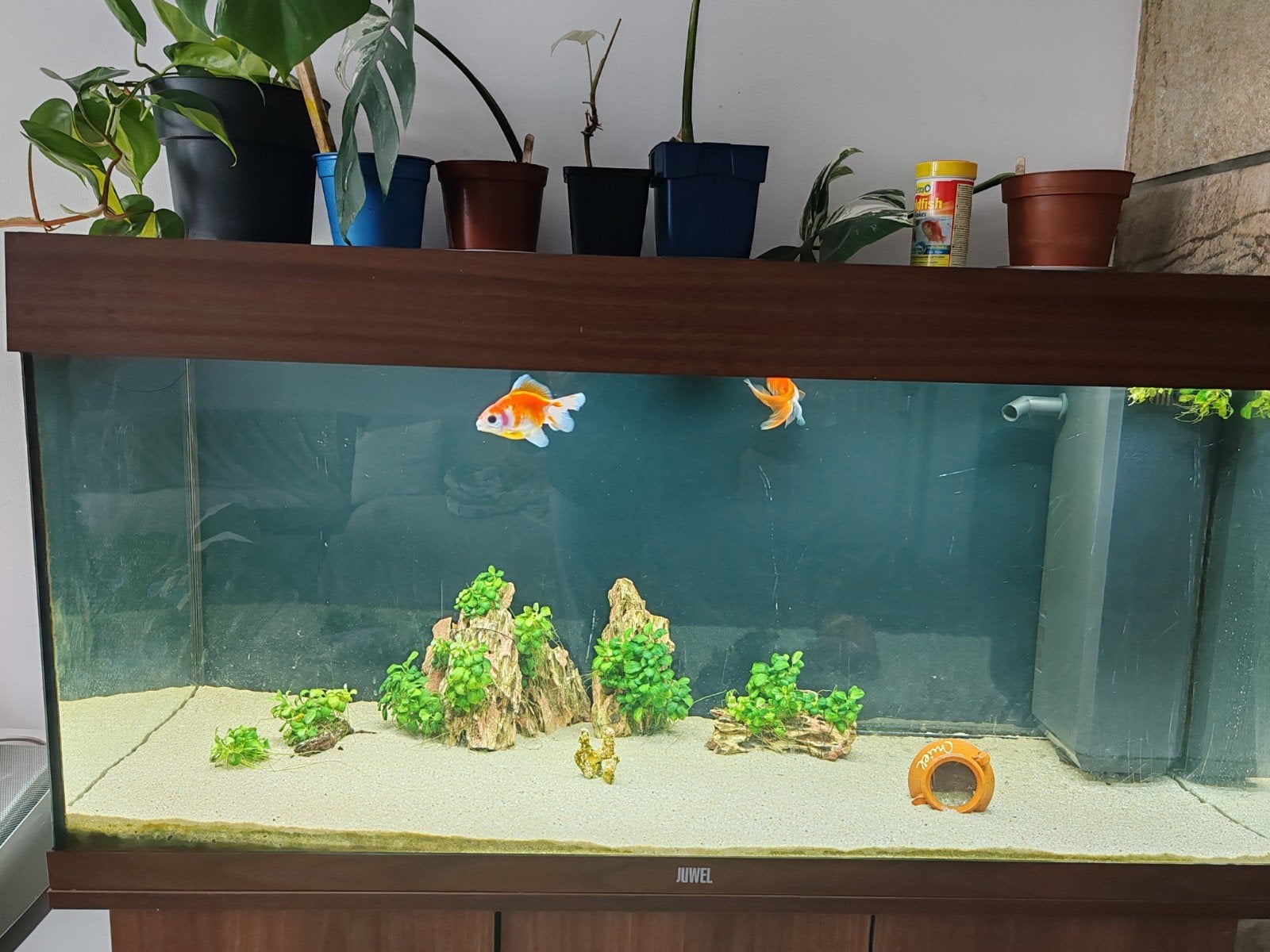aquarium juwel 180, Ophalen, Juwel