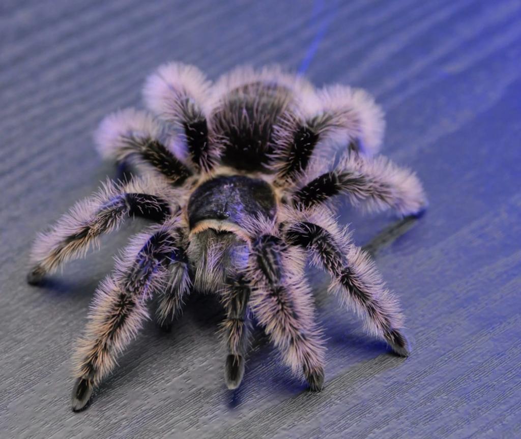 Tarentule Tliltocatl albopilosus (curly hair) 1 an, Animaux & Accessoires