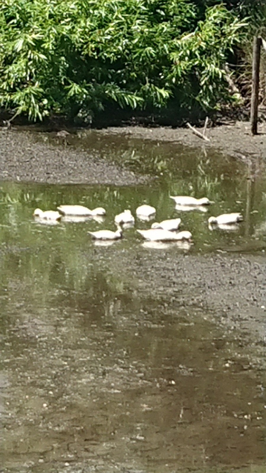 Race de canards hollandaise, Animaux & Accessoires