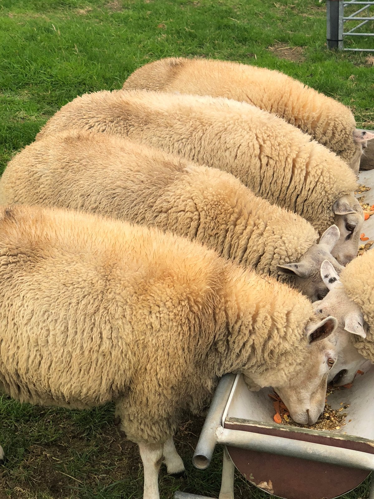Shapen, Dieren en Toebehoren