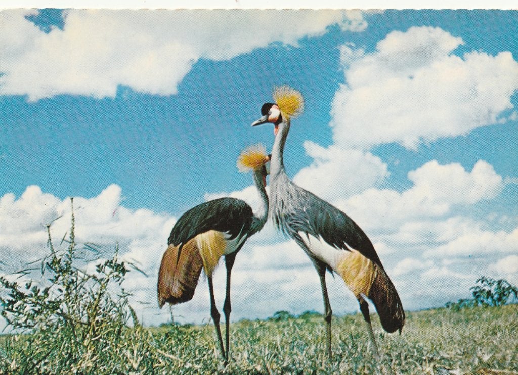 KROONKRAANVOGELS, Verzamelen, Postkaarten | Dieren, Ophalen of Verzenden, Ongelopen, Vogel