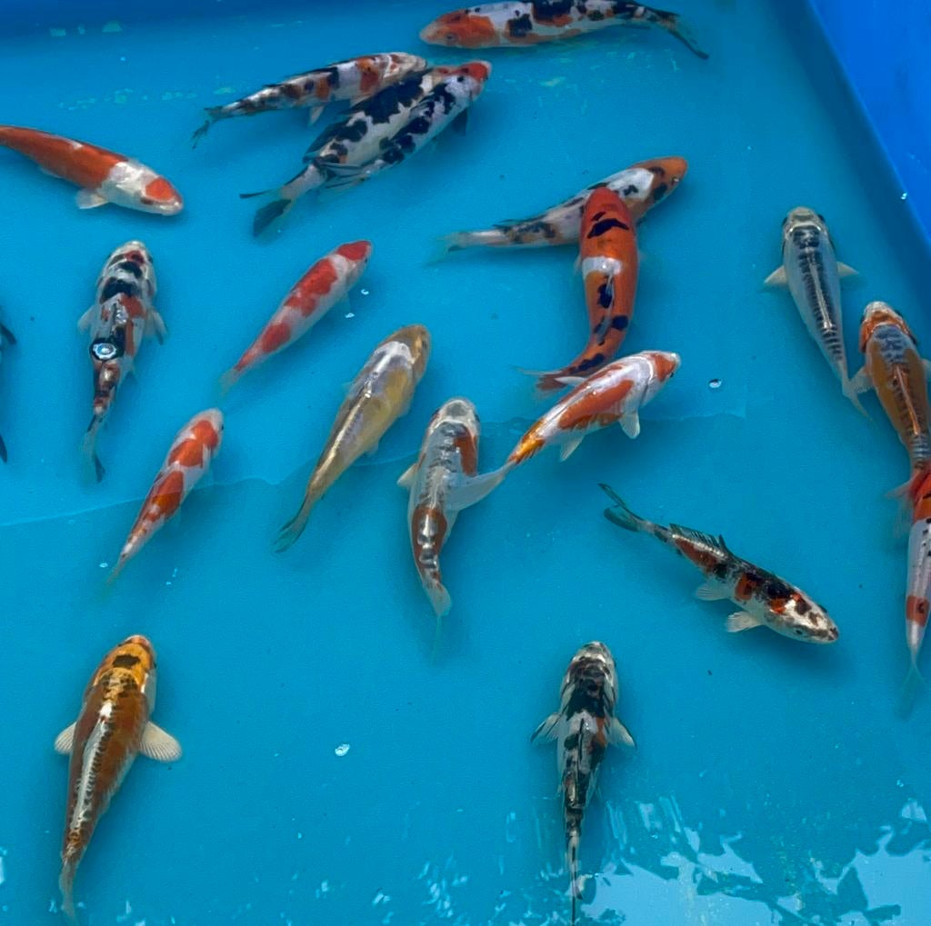 Japanse koi 15-20cm, Karper of Koi