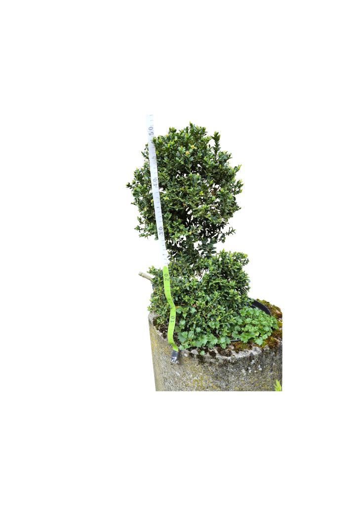 Buxus in vorm in stenen pot - 50 cm hoog, Tuin en Terras, Ophalen, Vaste plant, Overige soorten