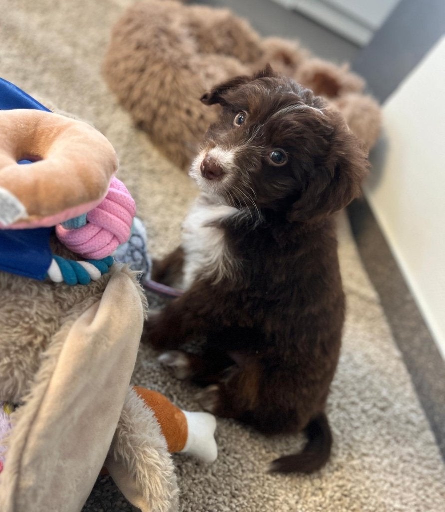 Super lief Australische herder teefje (aussie), Dieren en Toebehoren, België, CDV (hondenziekte), 8 tot 15 weken, Meerdere