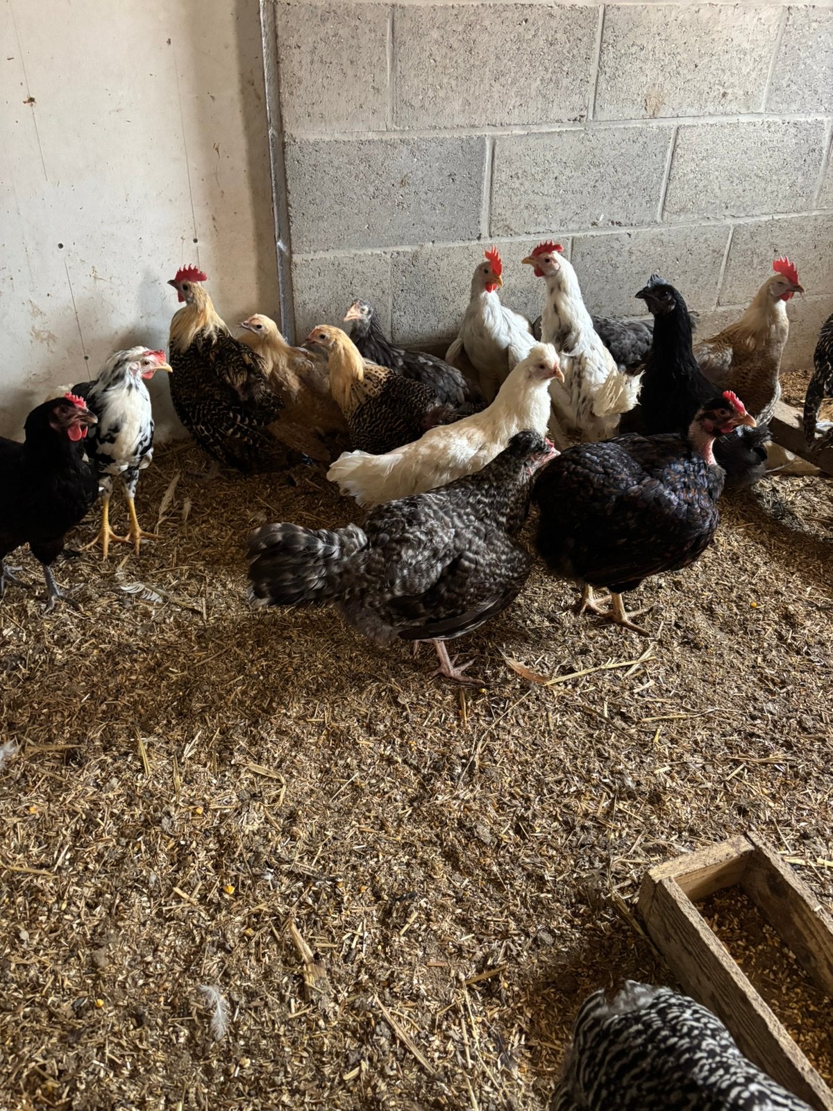 Poulets à vendre, Animaux & Accessoires