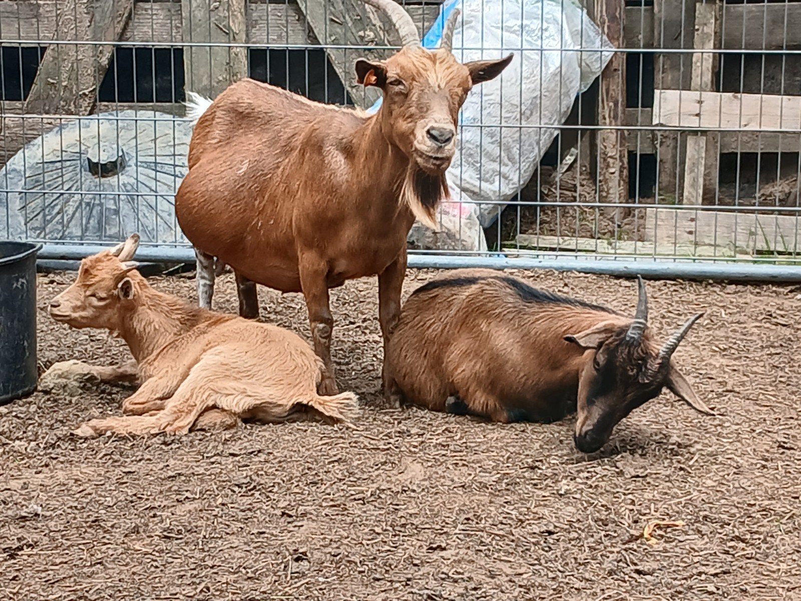 Geitjes, Dieren en Toebehoren