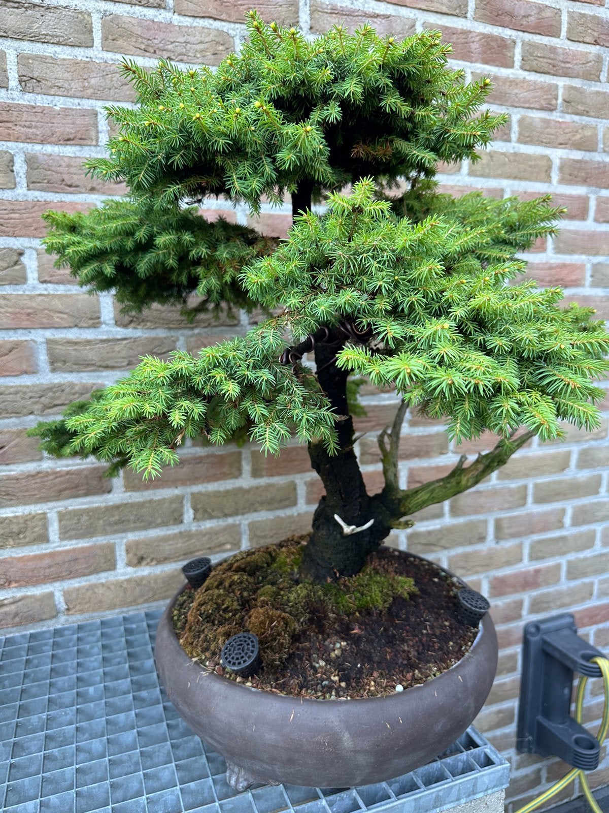 Bonsai picea, Tuin en Terras, Ophalen